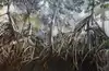 Mangroves